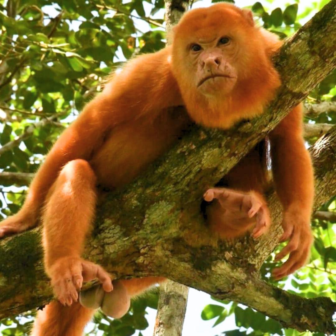 Caño Negro Wildlife Refuge Tour