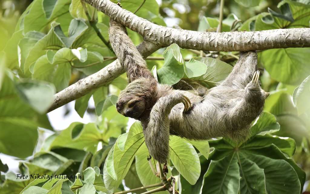 Sloth Tour